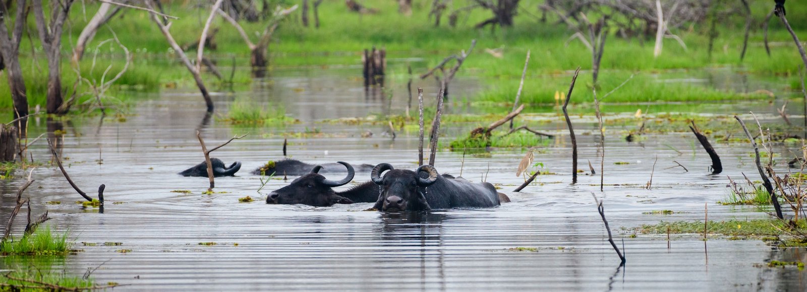 A Group of wild water buffaloes bathes in the swamp at Yala national park