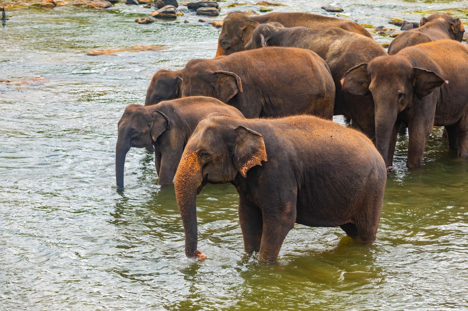 Elephants bathing in the river. Pinnawala Elephant Orphanage. Sri Lanka