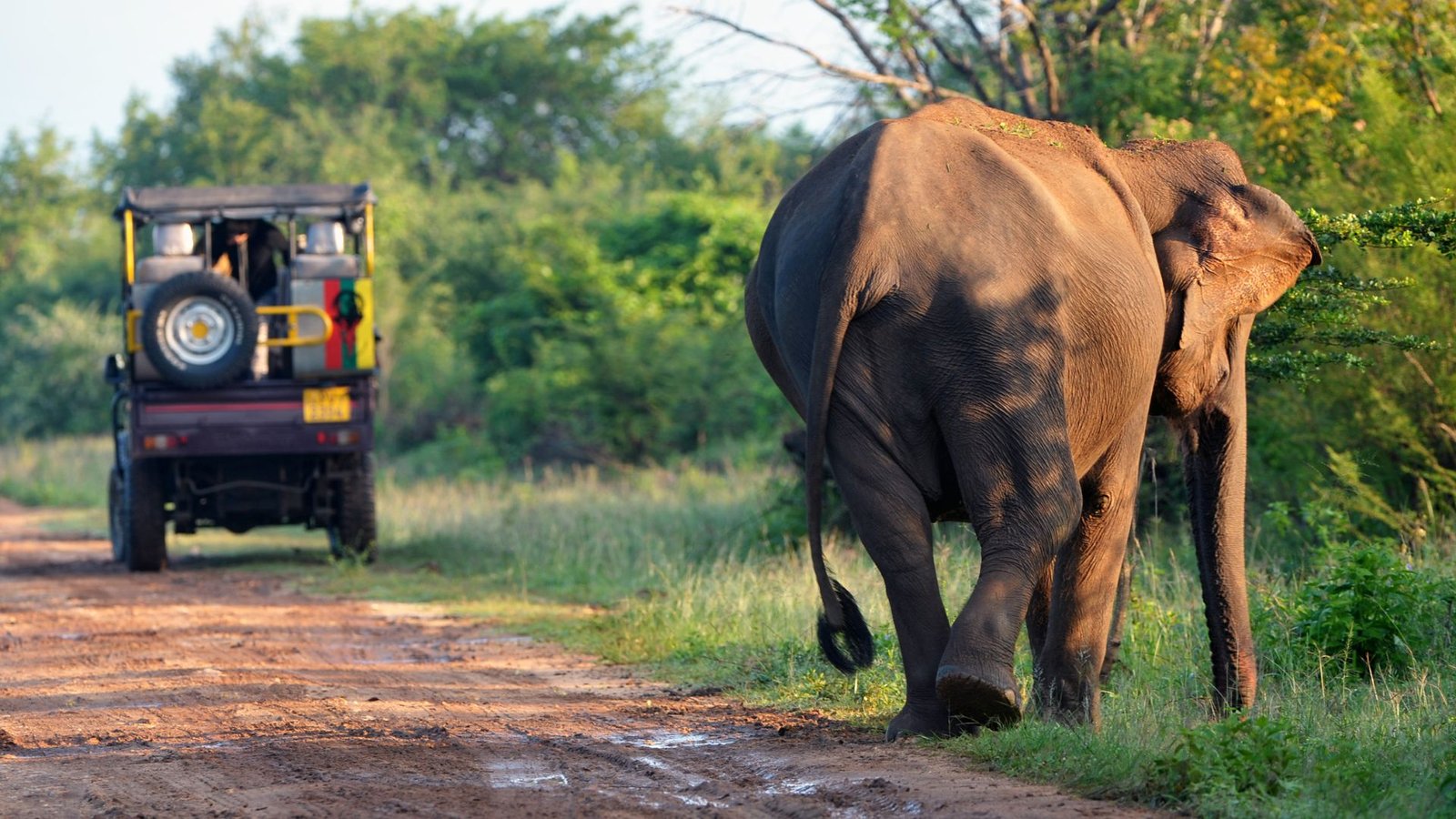 jeep-safari-sri-lanka